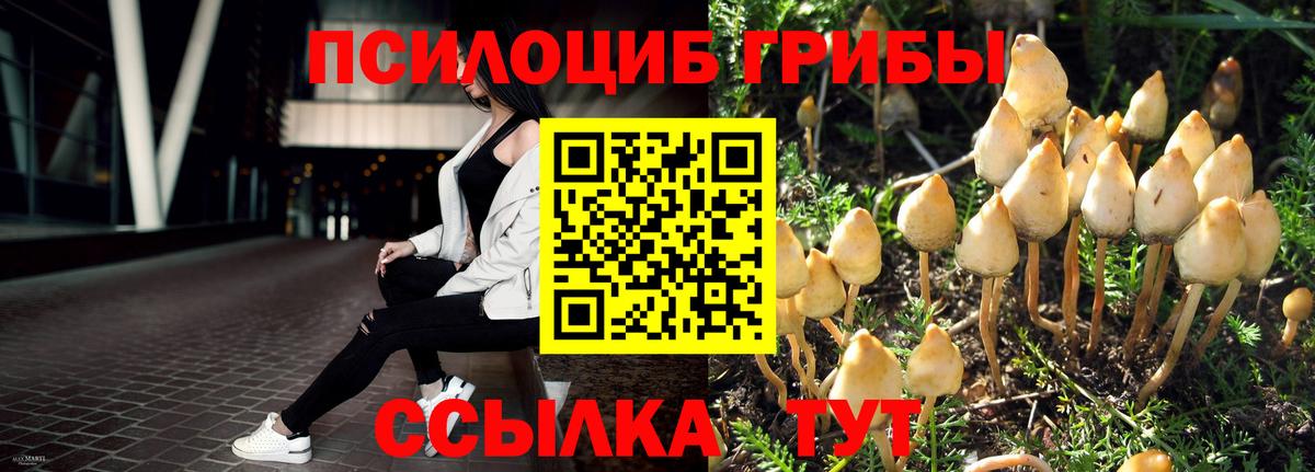 Псилоцибиновые грибы Psilocybe Назрань